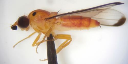 Pseudochromatopterum rileyi